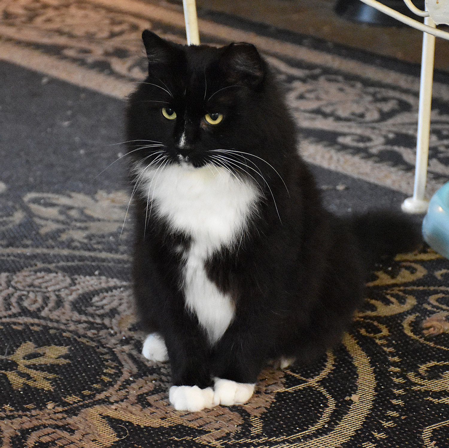 adoptable Cat in Rileyville,VA named Pretty Boy